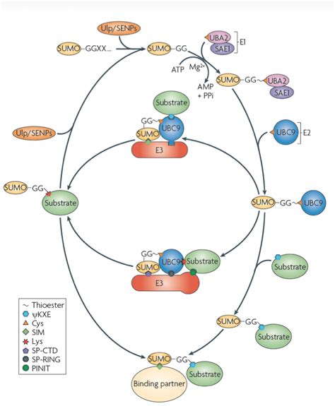 Post Translational Protein Modification By Ubiquitin Like Proteins