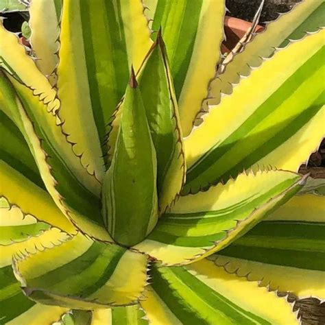 Types Of Agave Plants: Varieties For Houseplant and Landscape Use