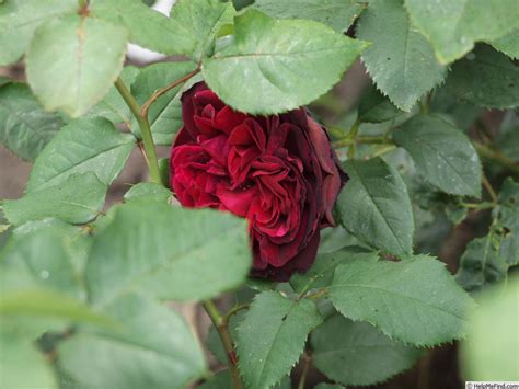 Dark Desire Rose