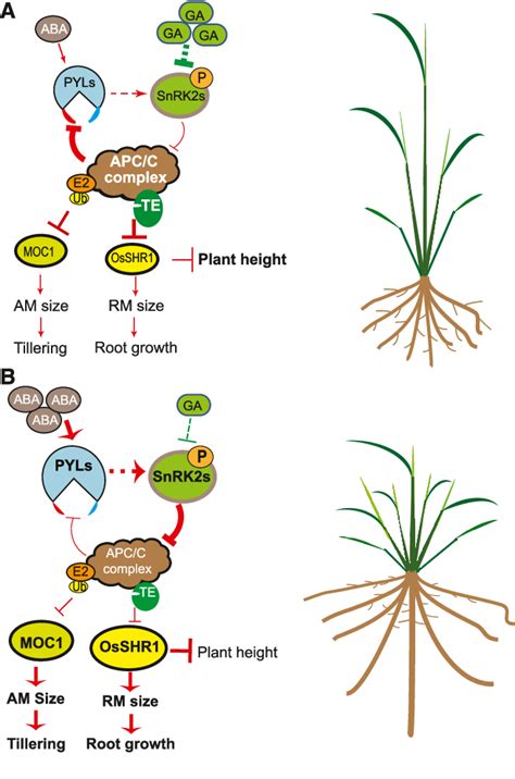 Figure From The Apc Cte E Ubiquitin Ligase Complex Mediates The