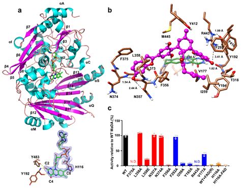 Nature Chemistry 雷晓光课题组与合作者在植物天然产物生物合成与酶学研究领域取得重大突破科研进展北京大学化学与分子工程学院