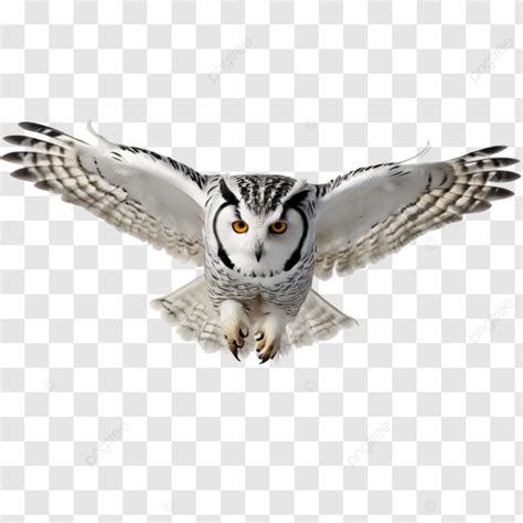Flying Owl On Transparent Background, Owl, Bird, Isolated On ...