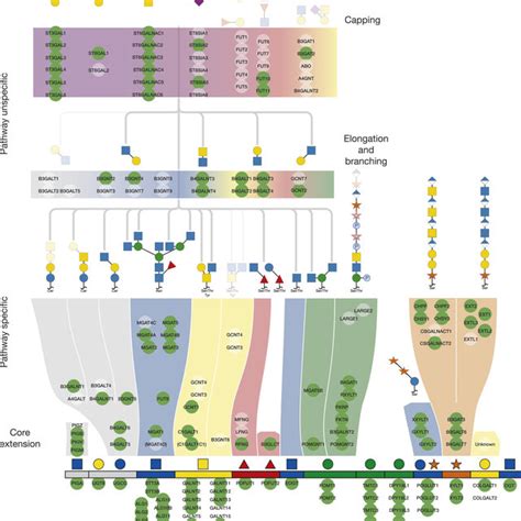 An Atlas of Human Glycosylation Pathway Maps with Assigned Functions of ...