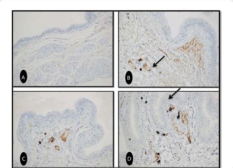 Photomicrographs Of The Urinary Bladder Mucosa From Different Groups