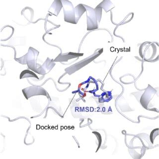 Validation Of Docking Protocol By Redocking The Co Crystal Ligand Pk