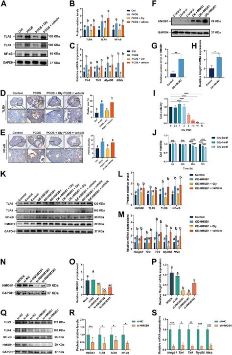 Expressions of TLR9 TLR4 MyD88 and NF κB on PCOS mice and KGN cells