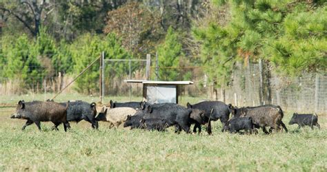 Wild Hogs Root Up More Trouble For Us Farmers