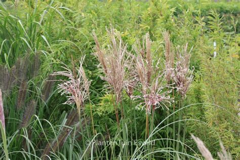 Miscanthus Sinensis ‘malepartus Esveld Shop