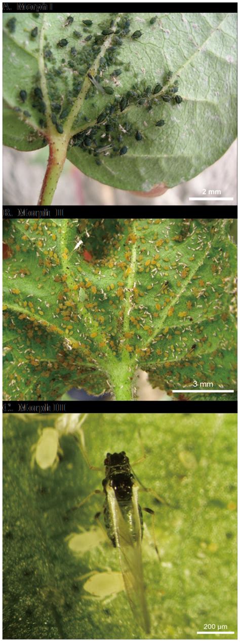 A. Morph I: wingless asexual aphids which occur on cotton plants at ...