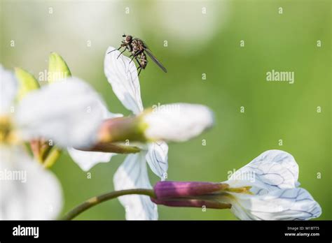 sitting fly   white charlock mustard flower stock photo alamy