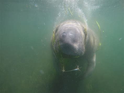 Snorkeling with Manatees in Crystal River | Snorkeling in Florida