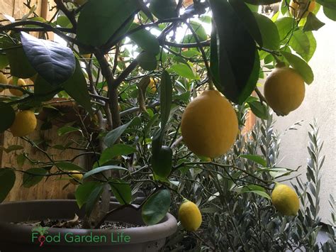 How To A Grow Lemon Tree Indoors That Actually Produces Lemons — Food Garden Life