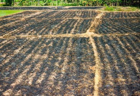 Farmers Burn Crop Residues On Fields To Fertilize Stock Image Image