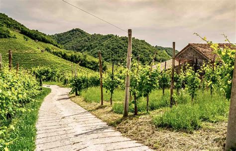 Degustazione Vini Sulle Colline Di Valdobbiadene Holidoit