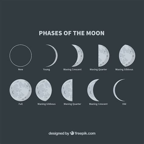 Phases de la lune | Télécharger des Vecteurs gratuitement