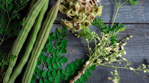 Superfood Moringa Know THESE 5 Benefits Of Drumstick Leaves India TV