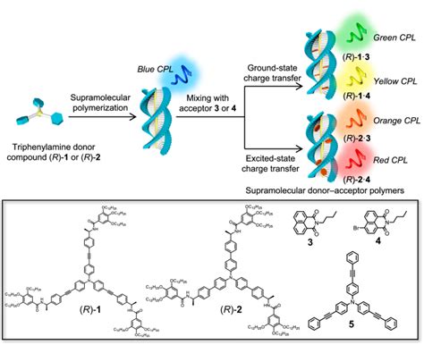 Wide Range Tunable Circularly Polarized Luminescence In Triphenylamine