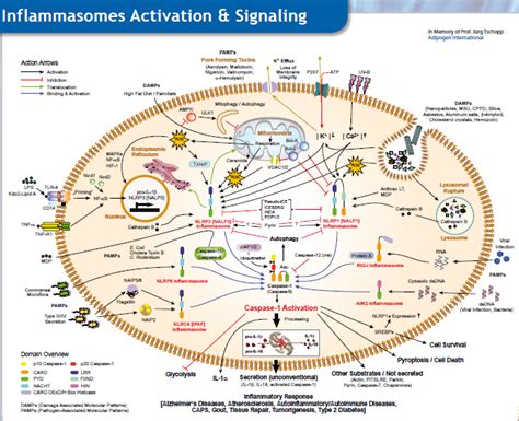 炎症小体的研究 深圳欣博盛生物科技有限公司