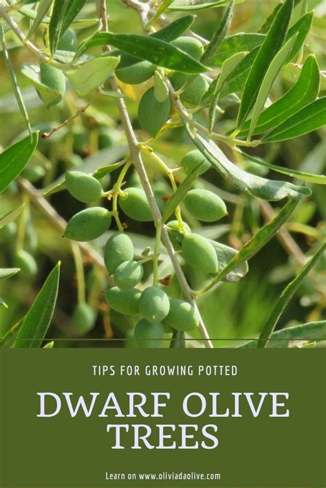 Why Olive Tree Leaves Turning Yellow Reasons Artofit