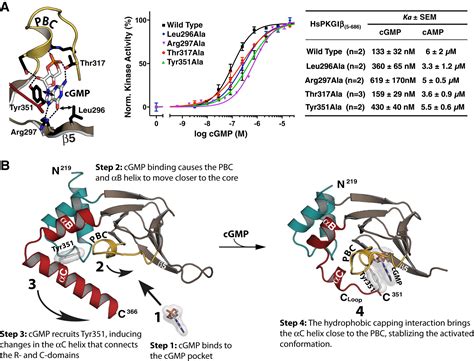 Structural Basis For Cyclic Nucleotide Selectivity And Cgmp Selective