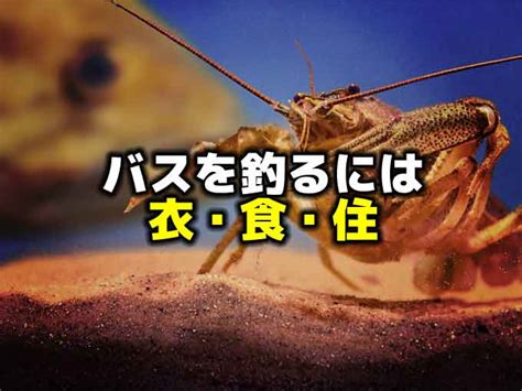 【小ネタ】バスを釣るには「衣・食・住」を考える！ バス釣りを学ぼう！野尻湖釣具店ブログ