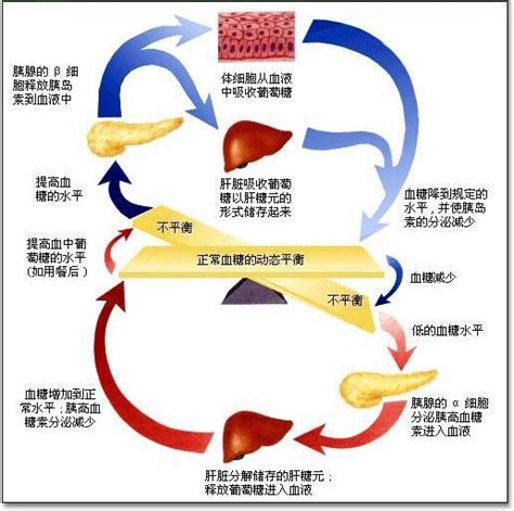 血糖平衡调节示意图 血糖调节图解 微信公众号文章