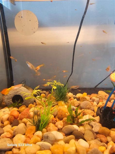 Guppy fish | Fish for Rehoming | City of Toronto | Kijiji