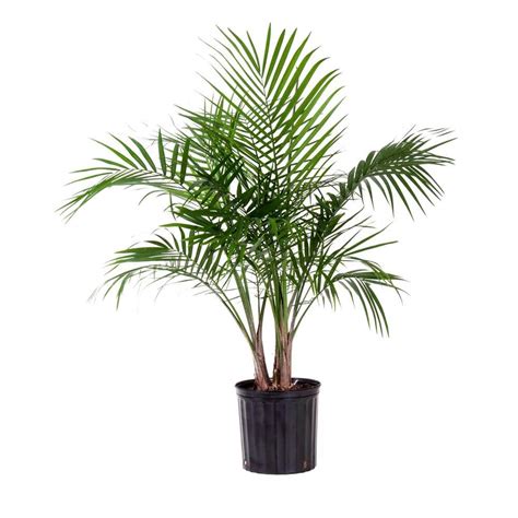 United Nursery Majesty Palm Plant In 9 25 In Grower Pot 20736 The