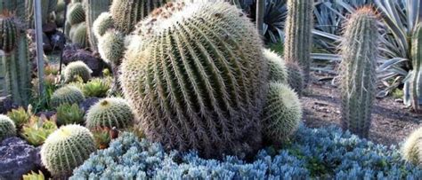 Cómo crear y cuidar un jardín de cactáceas en casa Guía completa