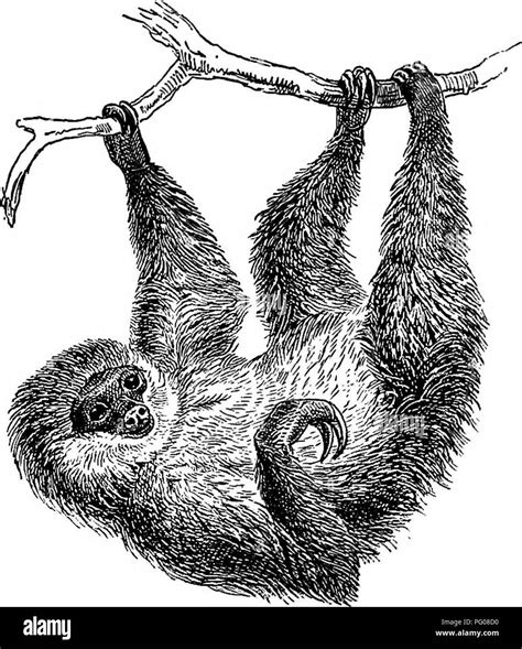 Two Toed Sloths Black And White Stock Photos And Images Alamy