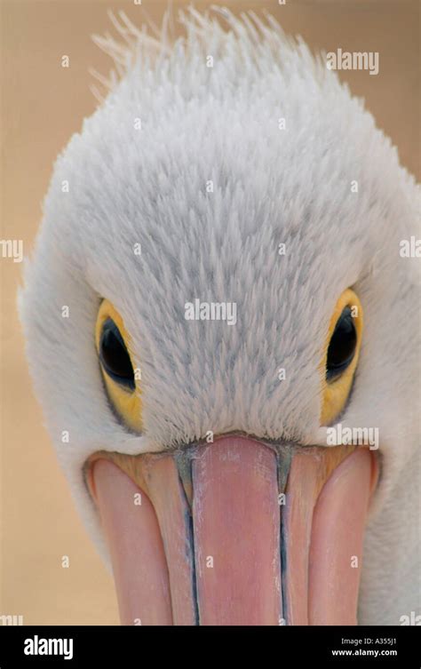 Close Up Detail Of Australian Pelican Eyes And Beak Front View Of Stock