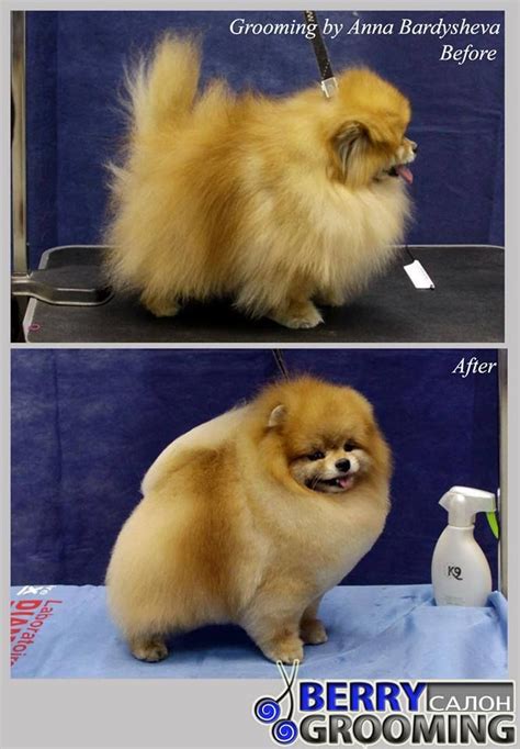 Beautifully groomed Pomeranian … | Pomeranian dog, Dog grooming, Dog groomers