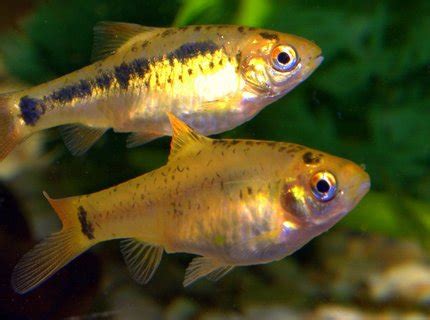 gold barb information care ratemyfishtankcom