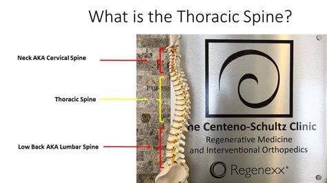 Thoracic Spine Anatomy Exploring Parts And Functions