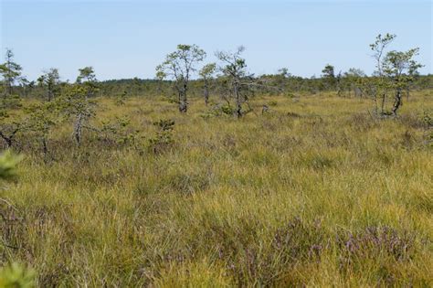 Banco De Imagens Panorama Natureza Pântano Zonas Húmidas Região