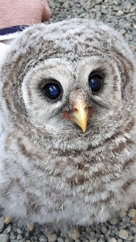 Barred Owl Baby - MARS Wildlife Rescue