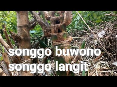 Bambu Unik Dan Langka Songgo Langit Songgo Buono YouTube