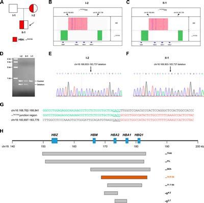 Frontiers Case Report Long Read Sequencing Identified A Novel 14 9