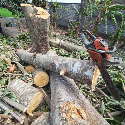 jasa tebang pohon terbaik  terpercaya  sleman yogyakarta tribun