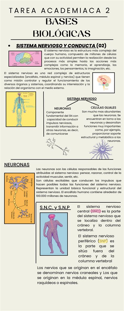 Atlas Tarea Académica N2º BASES BIOLÓGICAS SISTEMA NERVIOSO NEURONAS