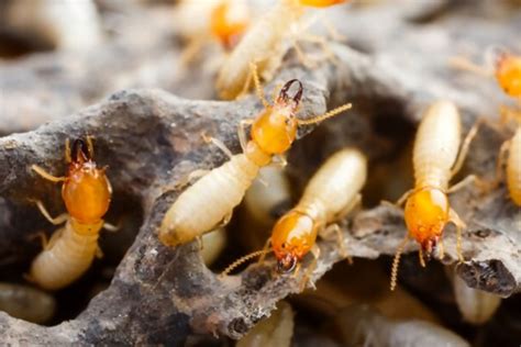 What Are Termite Barriers Termite Control Brisbane Pro Termites