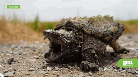 Fotos Capturan A Reptil Dinosaurio Mordedor Que Deamb El Mexicano