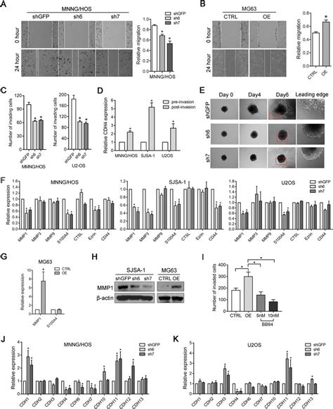 Cdh4 Impacts Migration And Invasion Of Osteosarcoma Cells A B Cell