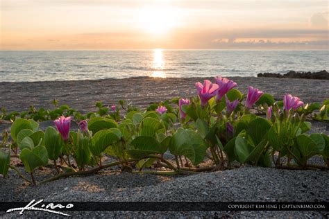 Flowers on Florida Beach