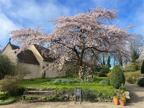 Early Spring Has Slowed National Trust Says As It Launches Blossom