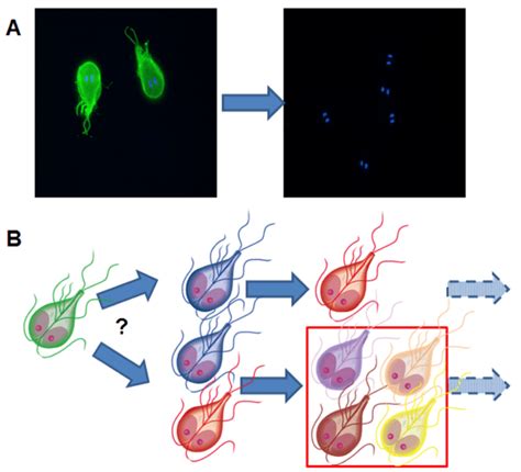 Illustration Of The Fundamental Paradigm Of Antigenic Variation In Download Scientific Diagram