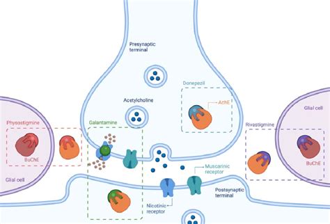 Mechanism of action of acetylcholinesterase inhibitors. A cholinergic... | Download Scientific ...