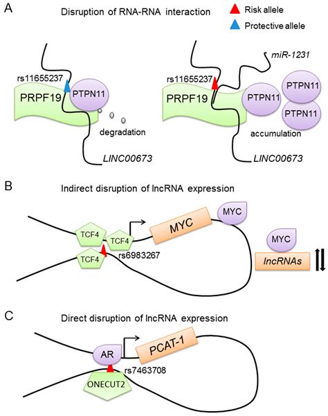 Ijms Free Full Text Genomic Insight Into The Role Of Lncrnas In