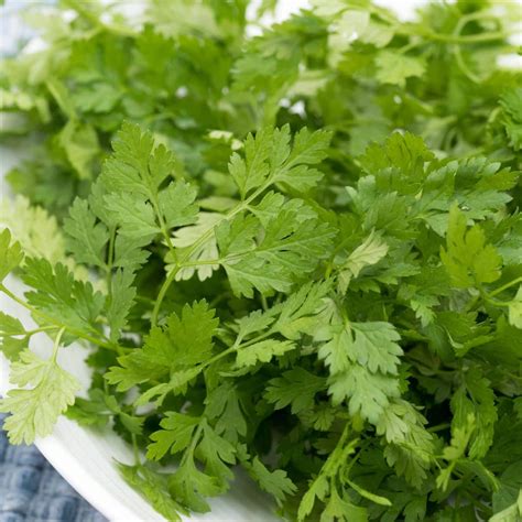 Best Chervil Substitute: 7+ Tasty Alternatives To Use In Recipes