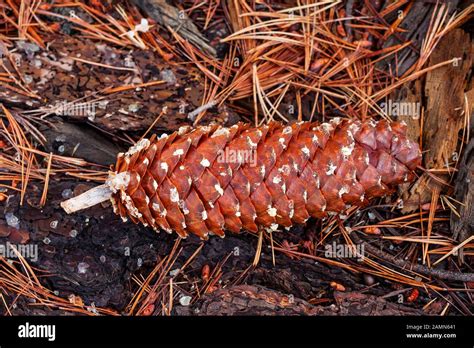 Sugar Pine cones Stock Photo - Alamy